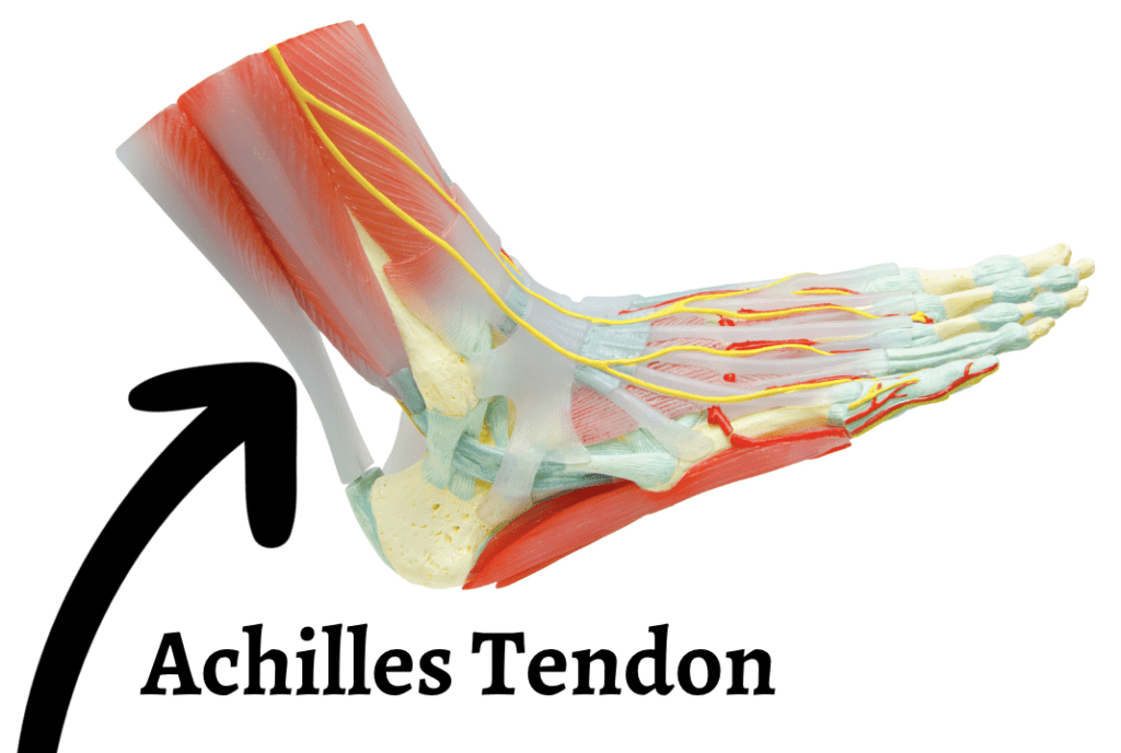 Schematic diagram of a lower leg/foot with and arrow pointing to the Achilles Tendon