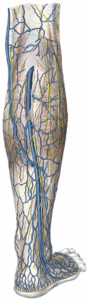 Sural nerve coursing with small saphenous vein